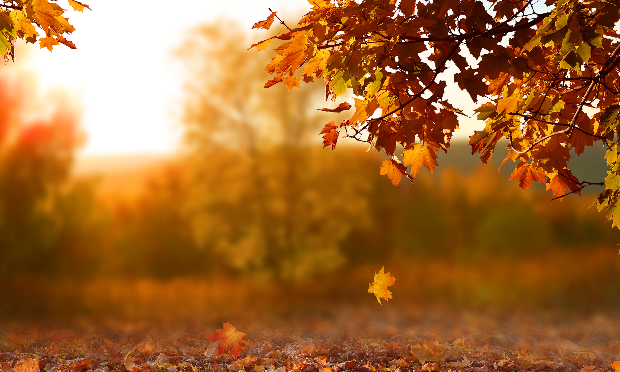 fall 2026 autumn leaves and colorful fall tree