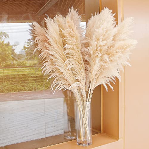 10 Stems Tall Natural Pampas Grass Decor