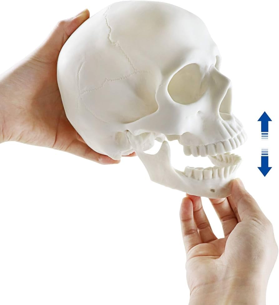 Large skull decoration with movable mouth