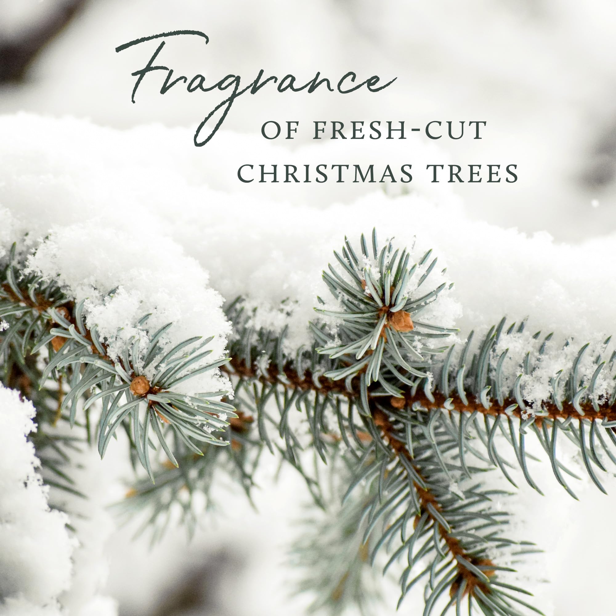 Fragrance of fresh-cut Christmas trees