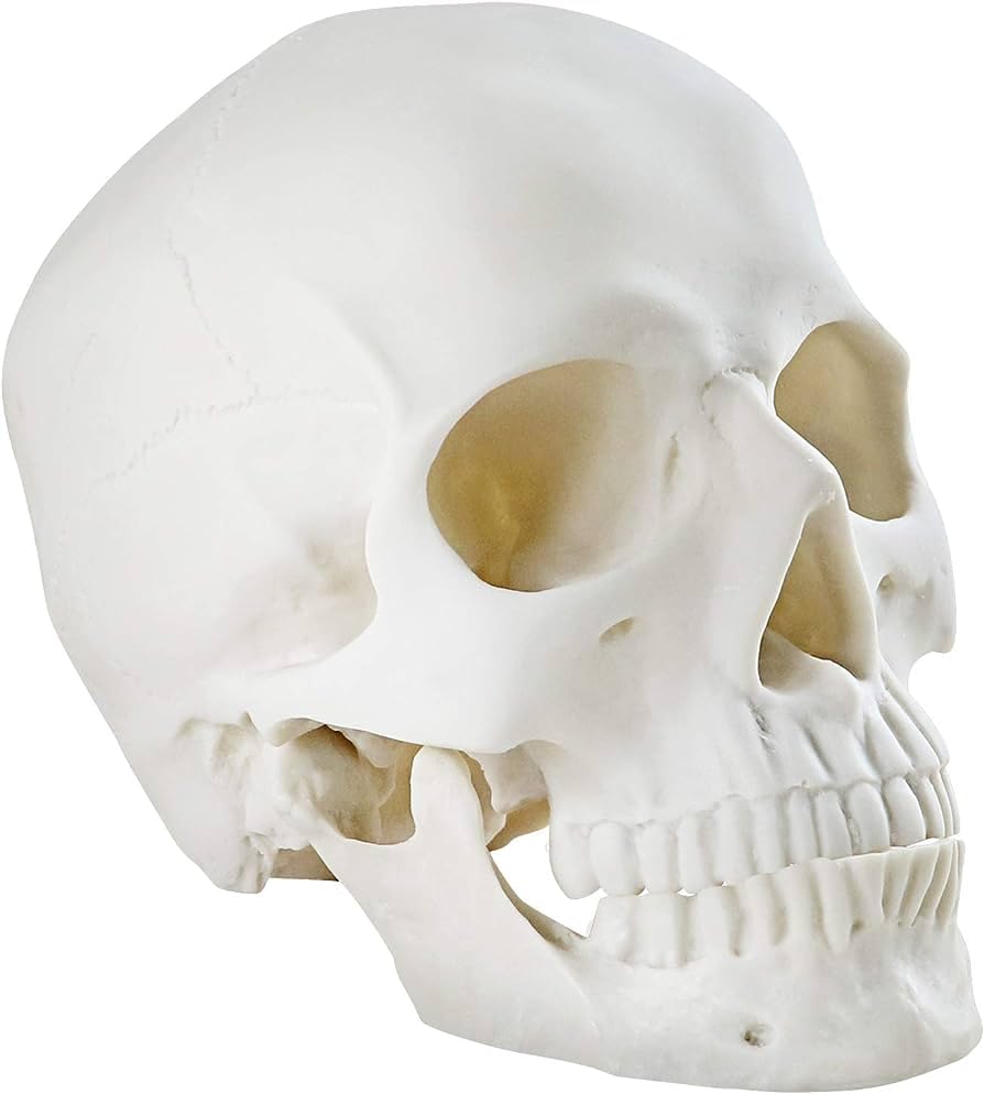 Life Size Skeleton Skeleton Skull Decor